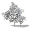 Common Oak 3D Model 7.3m - Image 2