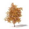 Common Oak 3D Model 7.3m - Image 3