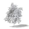 Common Oak 3D Model 7.3m - Image 4