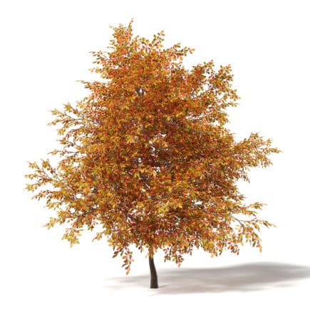 Common Oak 3D Model 6.4m