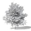 Common Oak 3D Model 6.4m - Image 2