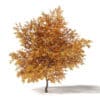Common Oak 3D Model 6.4m - Image 3