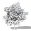 Common Oak 3D Model 6.4m - Image 4