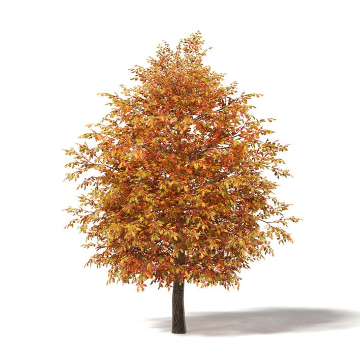 Common Oak 3D Model 5.3m