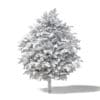 Common Oak 3D Model 5.3m - Image 2