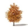 Common Oak 3D Model 5.3m - Image 3