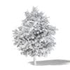 Common Oak 3D Model 5.3m - Image 4