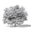 Sugar Maple 3D Model 10.4m - Image 2
