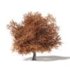 Sugar Maple 3D Model 10.4m - Image 3
