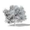 Sugar Maple 3D Model 10.4m - Image 4
