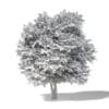 Sugar Maple 3D Model 8.8m - Image 2