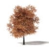 Sugar Maple 3D Model 8.8m - Image 3