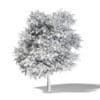 Sugar Maple 3D Model 8.8m - Image 4