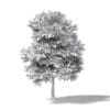Sugar Maple 3D Model 10m - Image 2