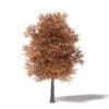 Sugar Maple 3D Model 10m - Image 3
