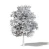 Sugar Maple 3D Model 10m - Image 4