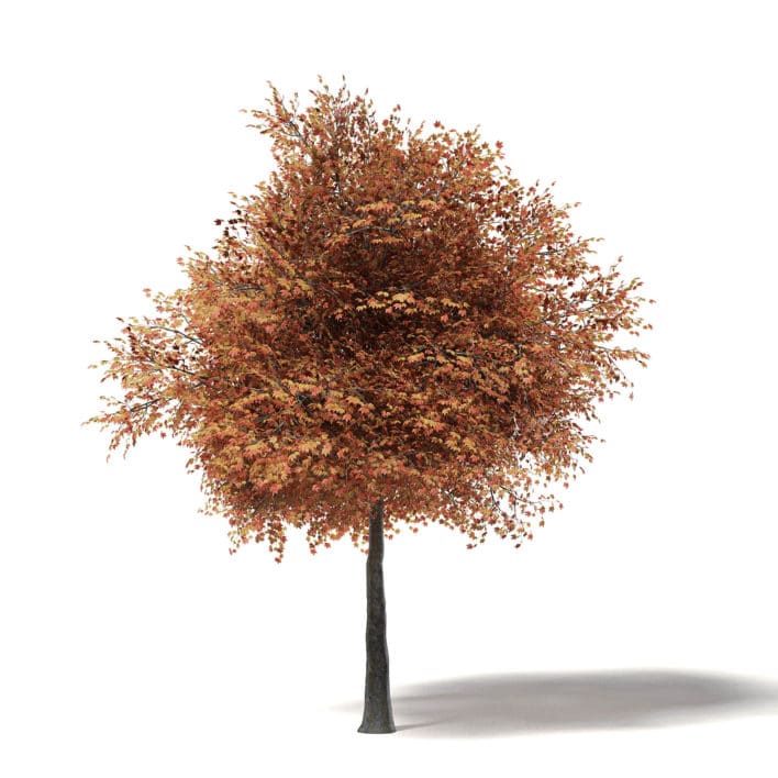 Sugar Maple 3D Model 7.8m