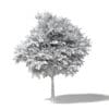Sugar Maple 3D Model 7.8m - Image 2