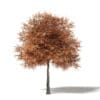 Sugar Maple 3D Model 7.8m - Image 3