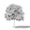 Sugar Maple 3D Model 7.8m - Image 4