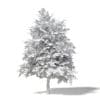 Sugar Maple 3D Model 5.5m - Image 2