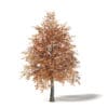 Sugar Maple 3D Model 5.5m - Image 3