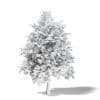 Sugar Maple 3D Model 5.5m - Image 4