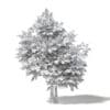 Sugar Maple 3D Model 6.6m - Image 2