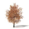 Sugar Maple 3D Model 6.6m - Image 3