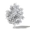 Sugar Maple 3D Model 6.6m - Image 4