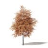 Sugar Maple 3D Model 5.8m - Image 3