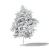 Sugar Maple 3D Model 5.8m - Image 4