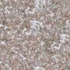 Snow with Dry Leaves PBR Texture - Image 2