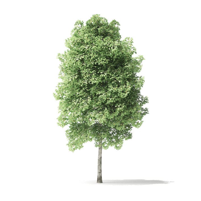 Red Alder Tree 3D Model 4m