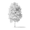 Red Alder Tree 3D Model 4m - Image 2