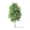 Red Alder Tree 3D Model 4m - Image 3
