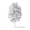 Red Alder Tree 3D Model 4m - Image 4