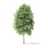 Red Alder Tree 3D Model 4m - Image 5