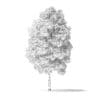 Red Alder Tree 3D Model 4m - Image 6