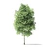 Red Alder Tree 3D Model 4m - Image 7