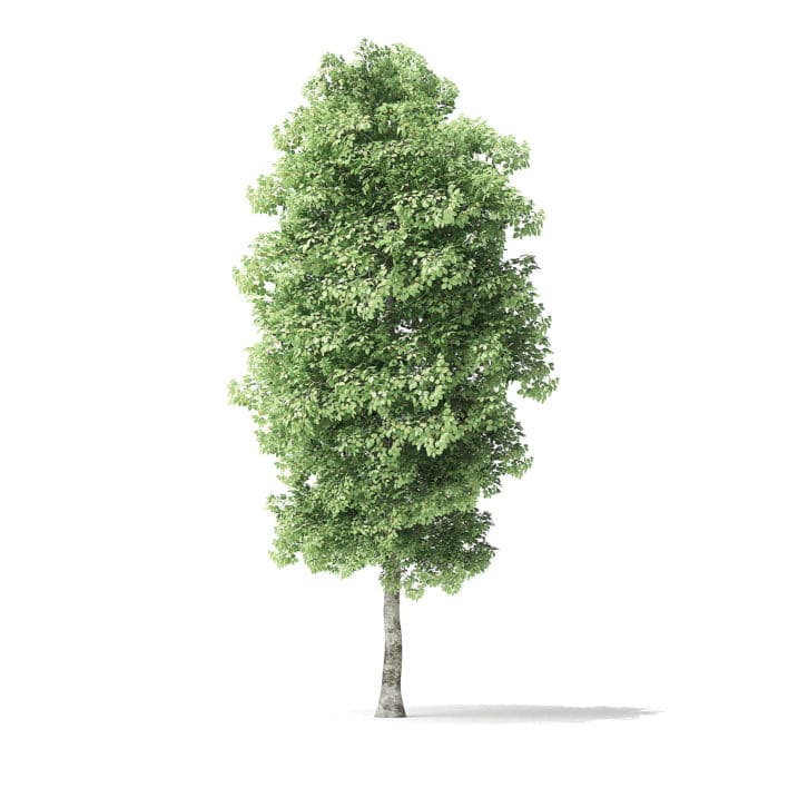 Red Alder Tree 3D Model 5.8m