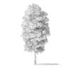 Red Alder Tree 3D Model 5.8m - Image 2