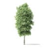 Red Alder Tree 3D Model 5.8m - Image 3