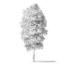 Red Alder Tree 3D Model 5.8m - Image 4