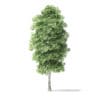 Red Alder Tree 3D Model 5.8m - Image 5