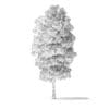 Red Alder Tree 3D Model 5.8m - Image 6