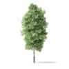 Red Alder Tree 3D Model 5.8m - Image 7