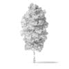 Red Alder Tree 3D Model 5.8m - Image 8