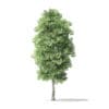 North American Trees 3D Models Collection - Volume 120 - Image 3