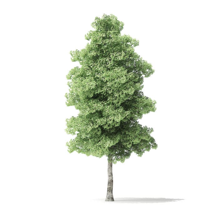 Red Alder Tree 3D Model 7.2m